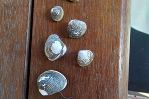Gold clams.jpg