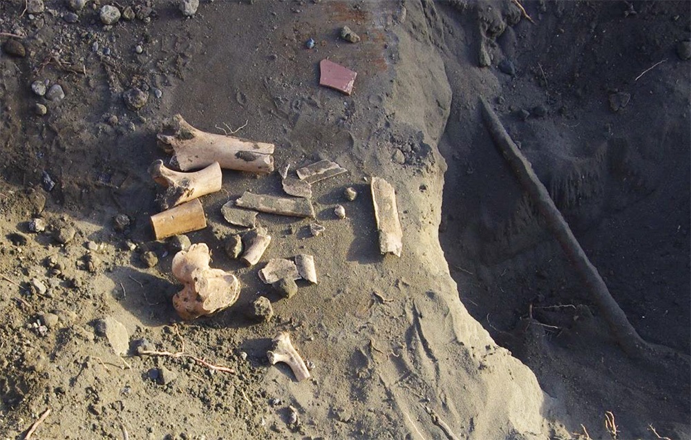 Animal bones and ceramic material at Location One at Pukenamu Queen's Park